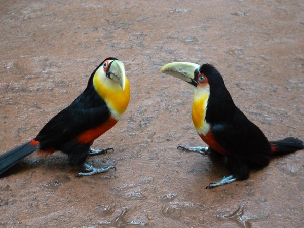 Parque das Aves - Foz do Iguaçu