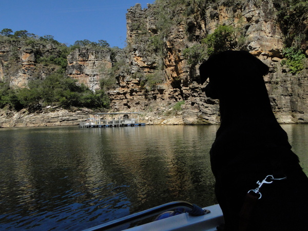 Cachorro no Barco