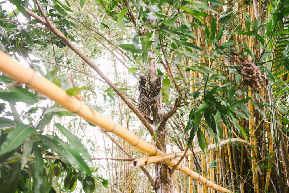 preguiça árvore amazônia